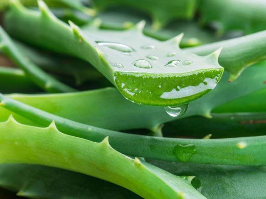 aloes w kociej diecie