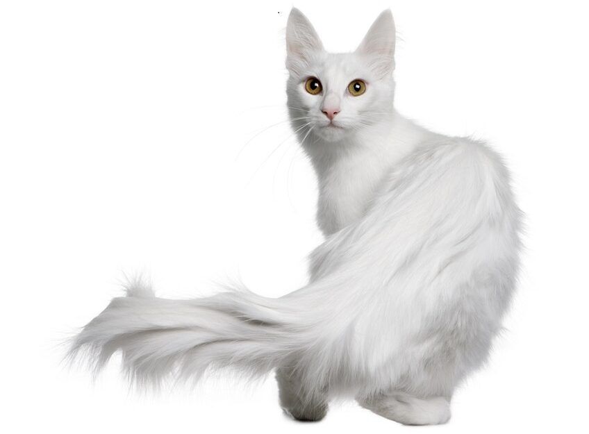 rasa białych kotów - angora turecka