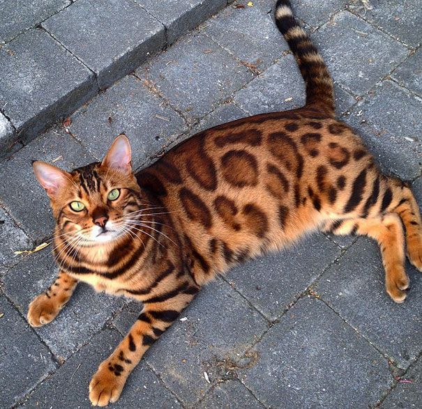 kot bengalski thor