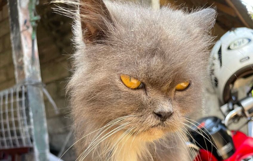 Uratowana kotka, o której dziś opowiemy ma na imię Billie Blue. Ta mruczka to uosobienie dziesięciu lat smutnego, kociego życia, które właśnie rozpoczyna się na nowo! Poznajcie jej historię.