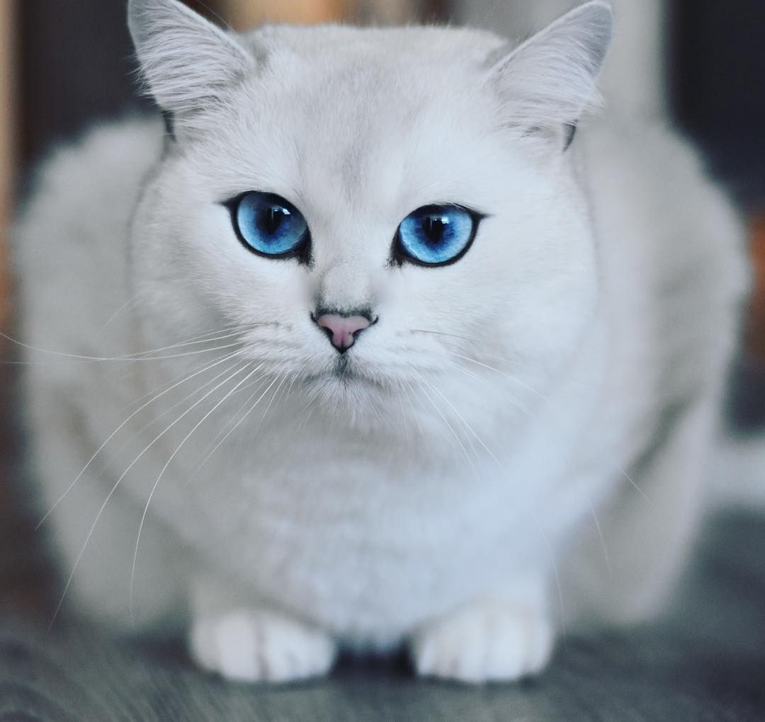 coby th cat