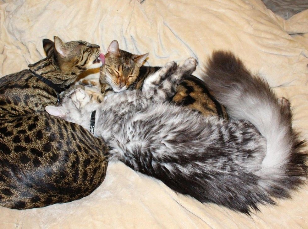 maine coon i dwa koty bengalskie