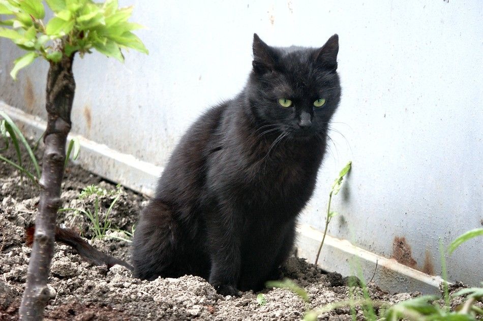 ludzka toaleta dla kota