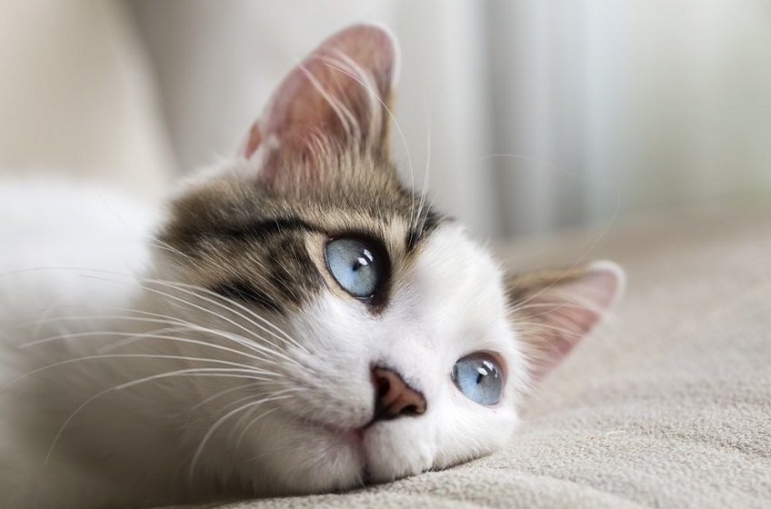 czy kot widzi kolory-min.jpg