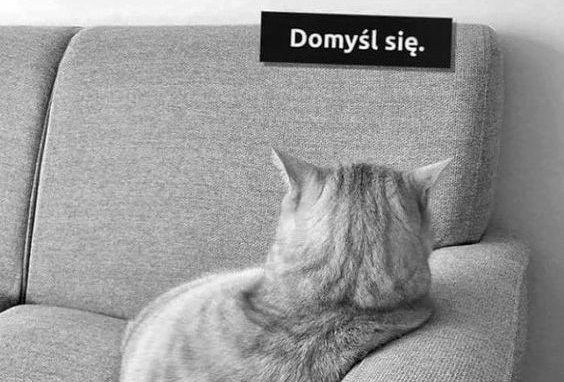 obrażony kot