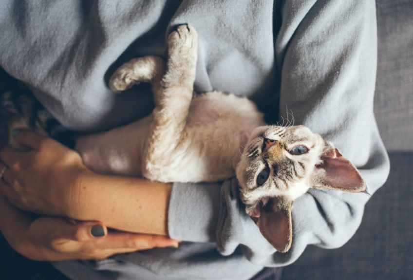devon rex na rękach