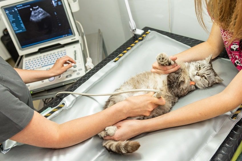 diagnostyka chorób wątroby u kota-min.jpg