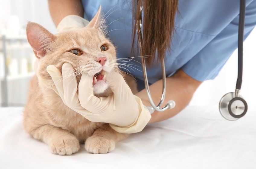 diagnostyka chorób zębów u kota-min.jpg