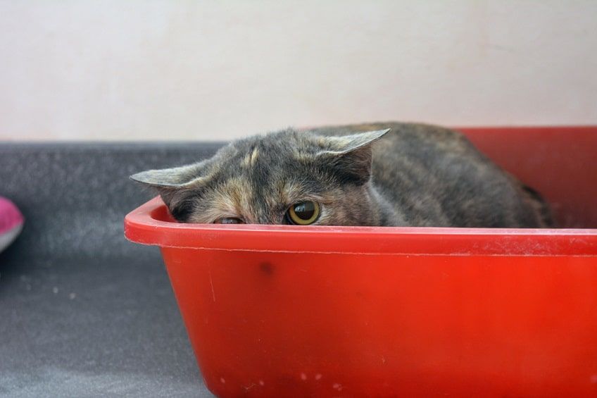 dziki kot się chowa-min.jpg