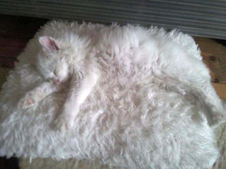 funny-camouflaged-cats-12.jpg