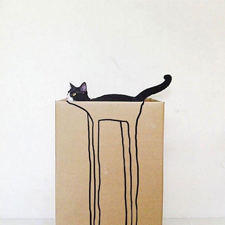 funny-camouflaged-cats-13.jpg