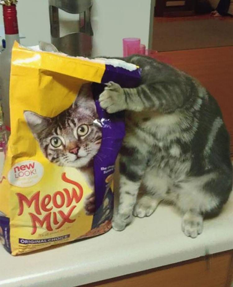 funny-camouflaged-cats-24.jpg