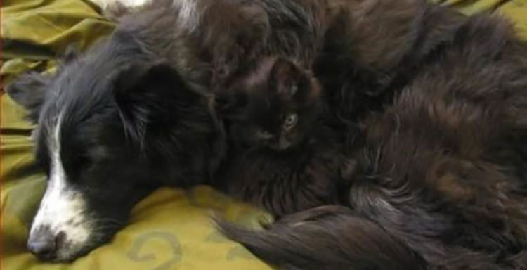 funny-camouflaged-cats-26.jpg