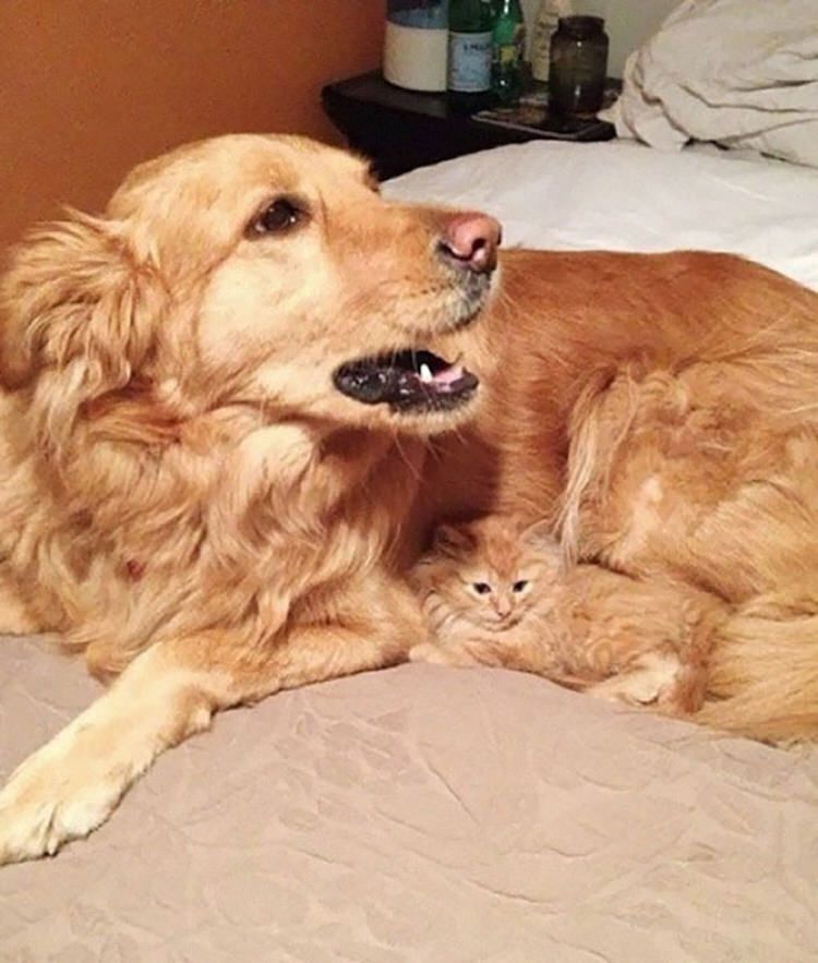 funny-camouflaged-cats-3.jpg