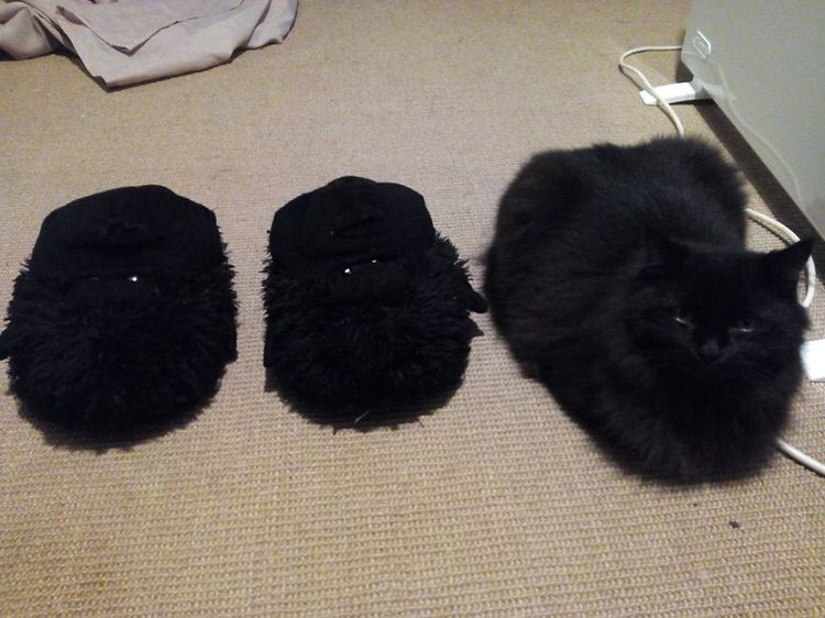 funny-camouflaged-cats-4.jpg