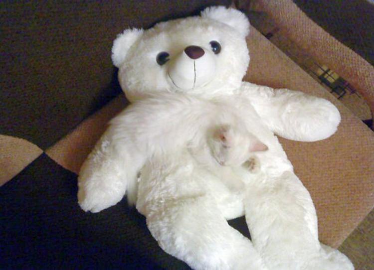 funny-camouflaged-cats-7.jpg