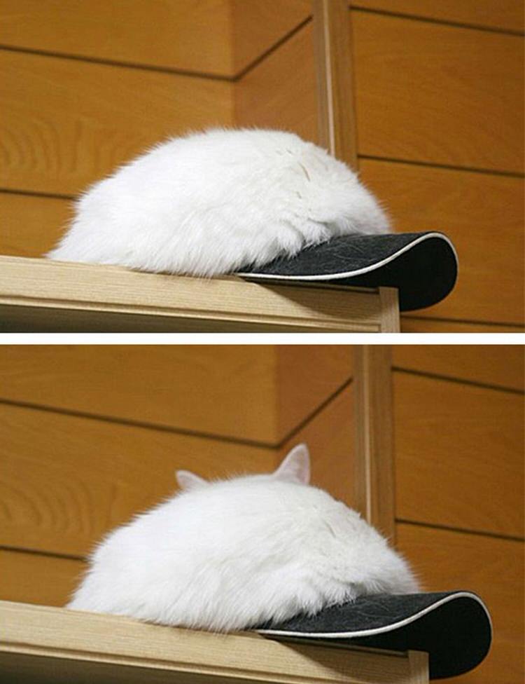 funny-camouflaged-cats-9.jpg