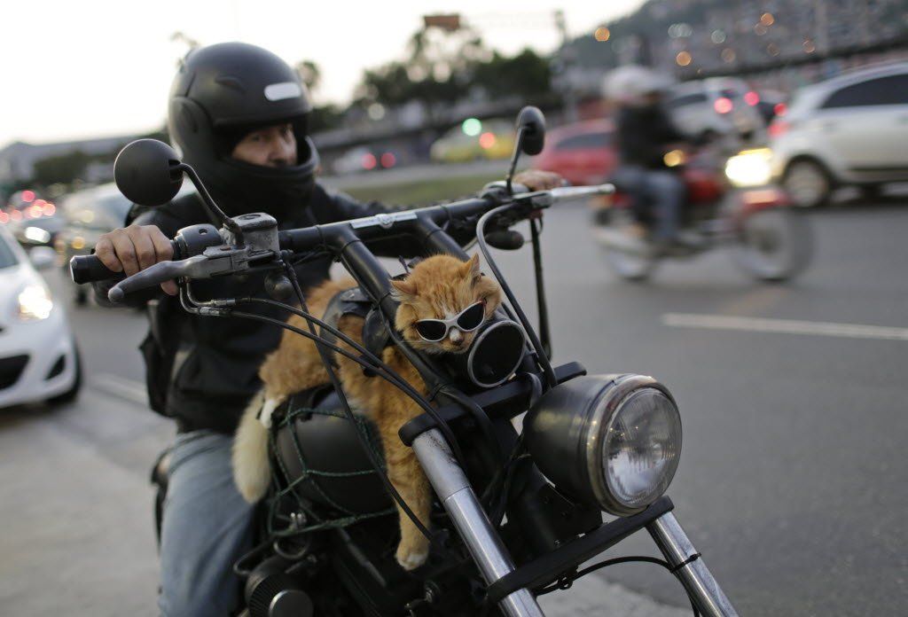 brazylijski Garfield kot na motorze
