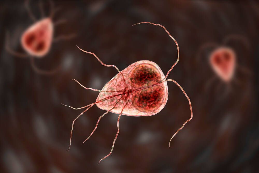 giardia lamblia jak wygląda (1).jpg