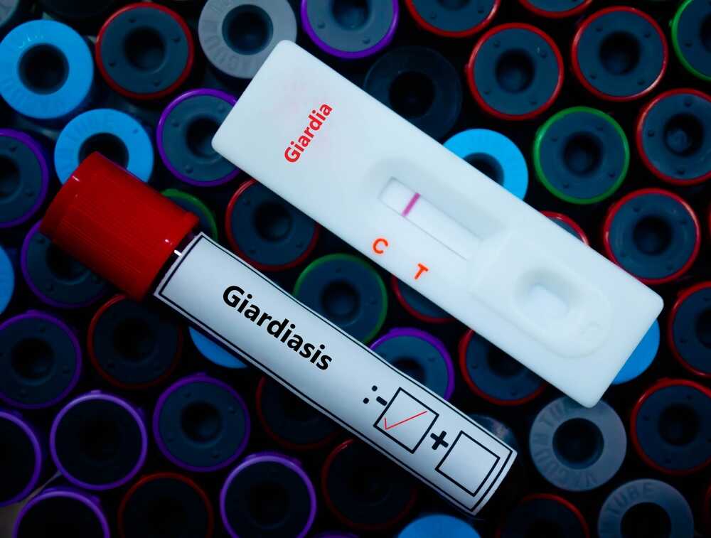 giardia u kota badanie (1).jpg