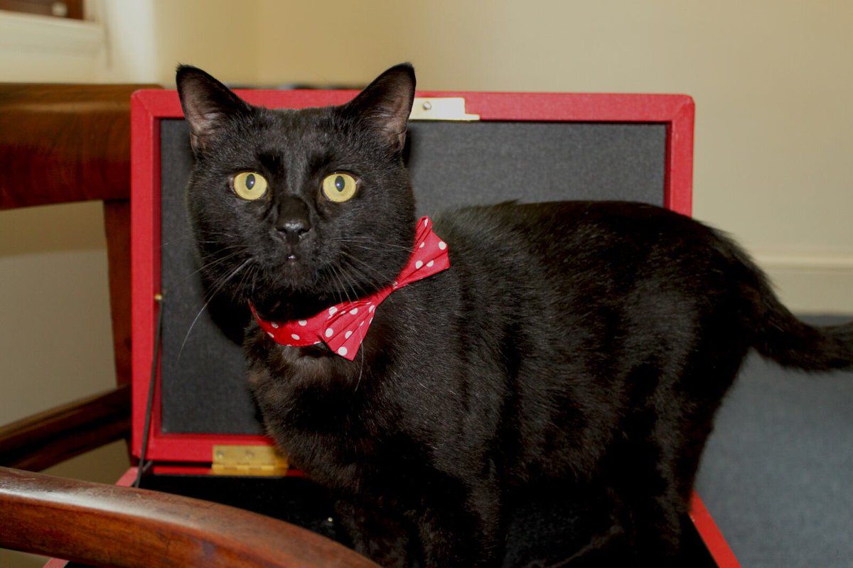gladstone4.jpg
