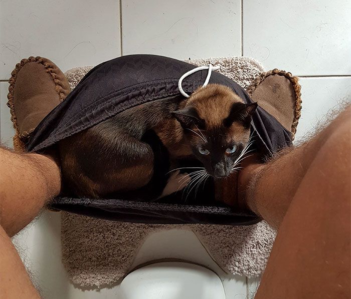kot w bieliźnie