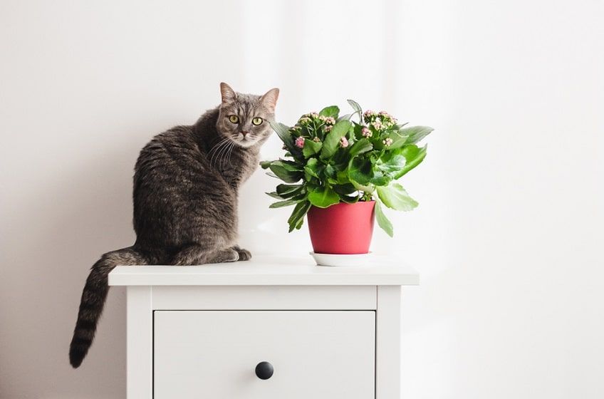 kalanchoe-min.jpg