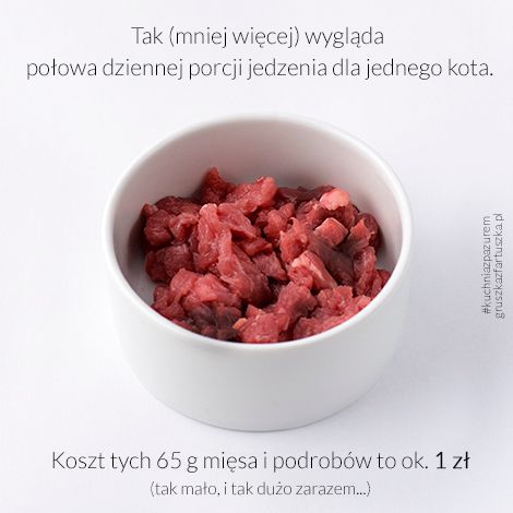 koci-pazur-2.jpg