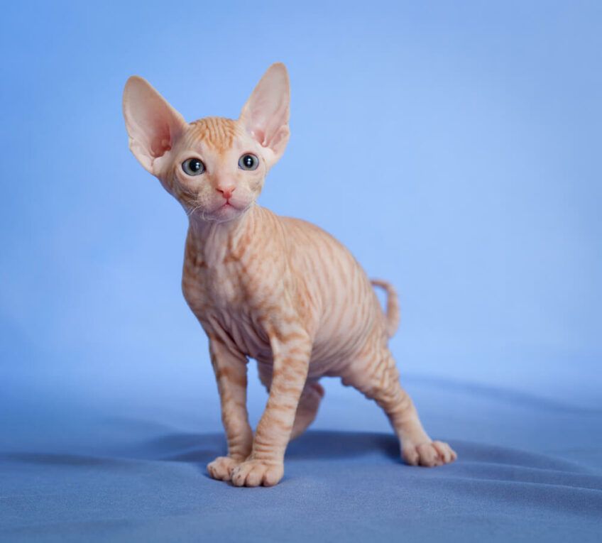 sfinks doński kociak