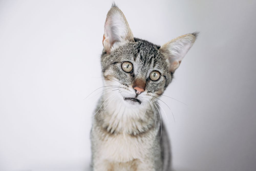 kot chausie 4.jpg