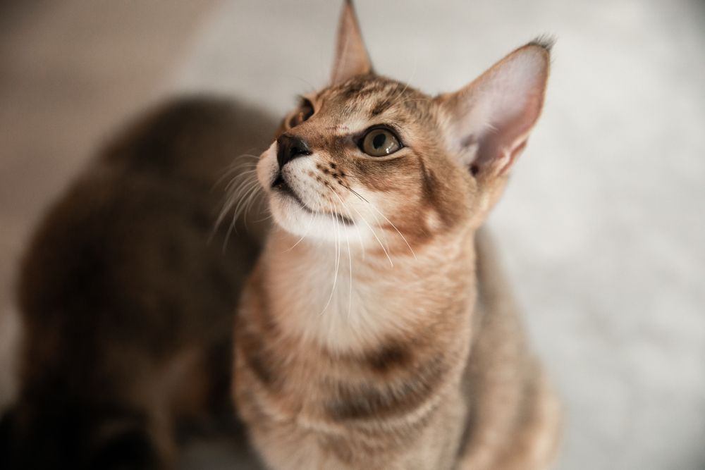 kot chausie 5.jpg