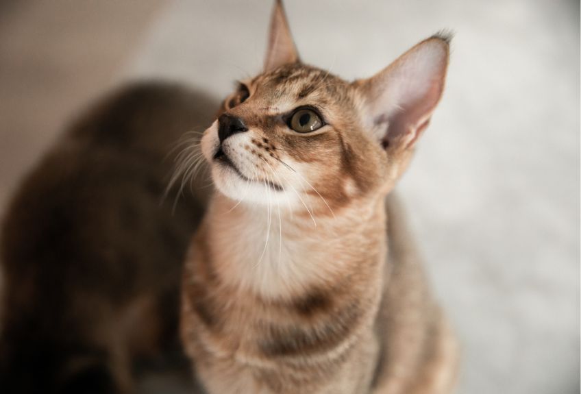 kot chausie
