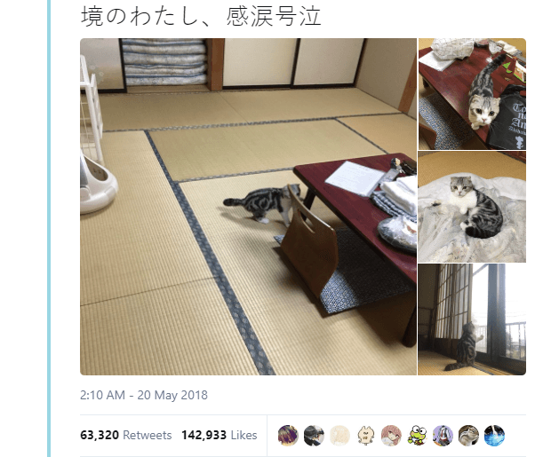 kot na godzinę w Japonii