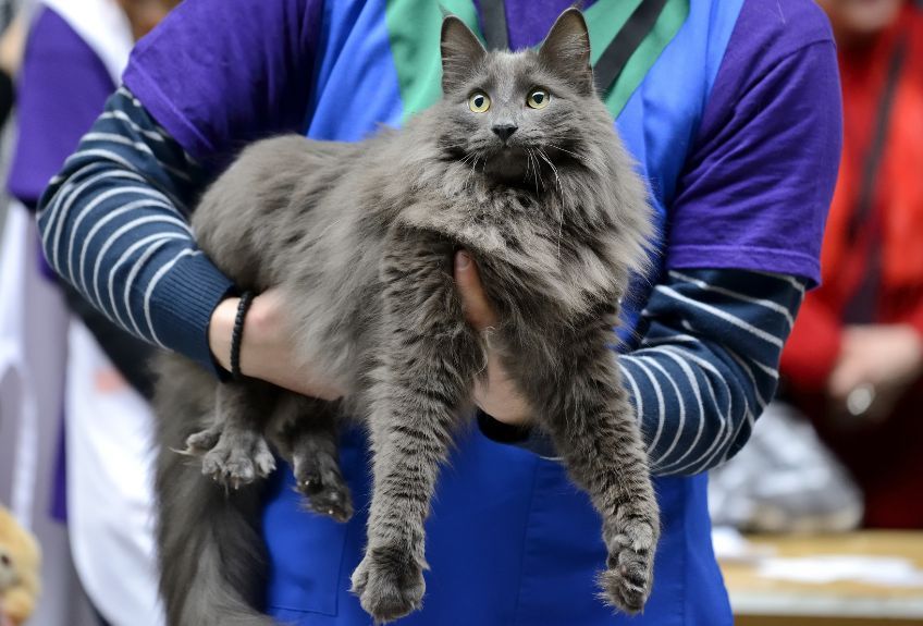 kot nebelung