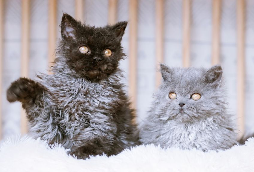 kot rasy selkirk rex