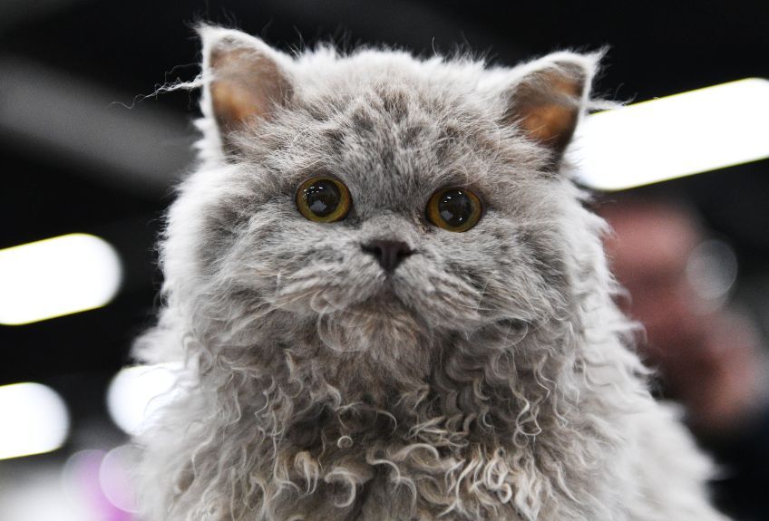 kot selkirk rex