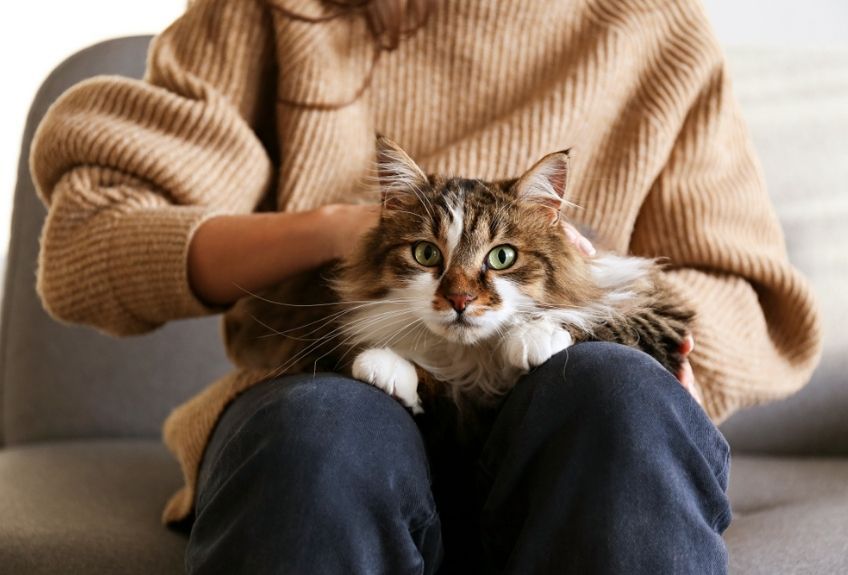 kot syberyjski na kolanac