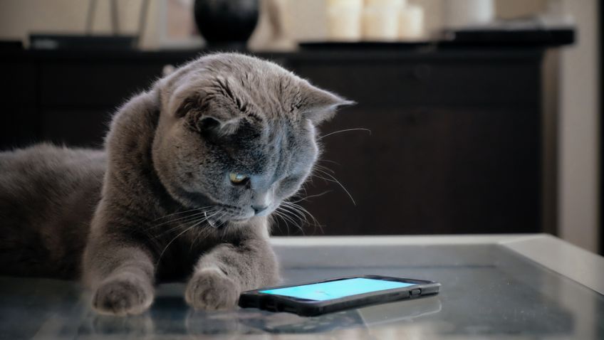 co kot widzi w telefonie