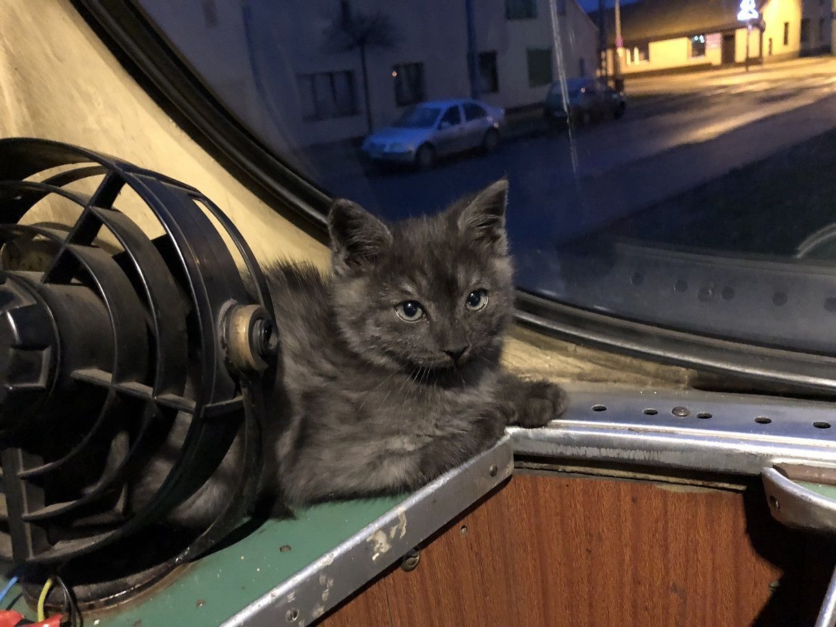 kot z tramwaju