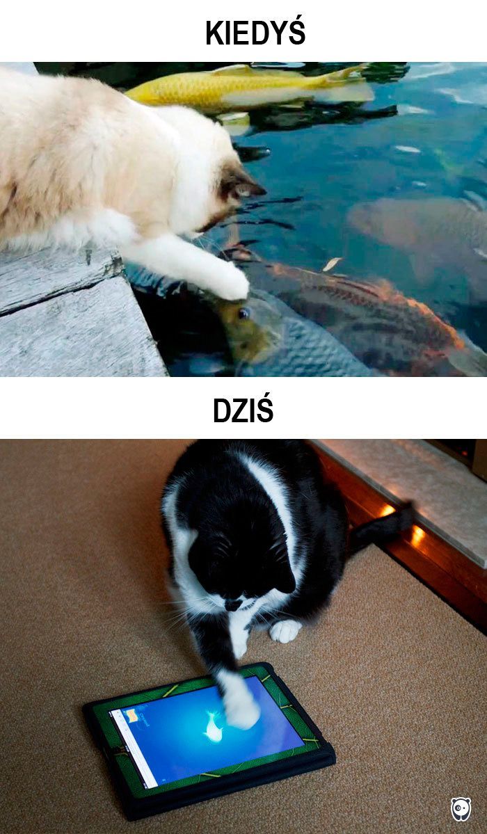 koty kiedyś i dziś