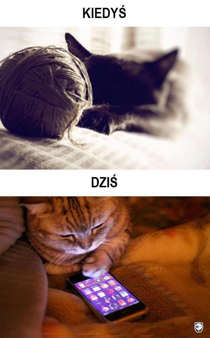 koty kiedyś i dziś