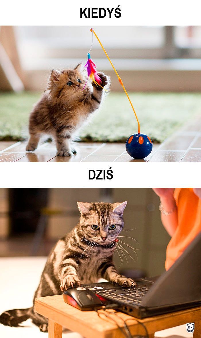 koty kiedyś i dziś
