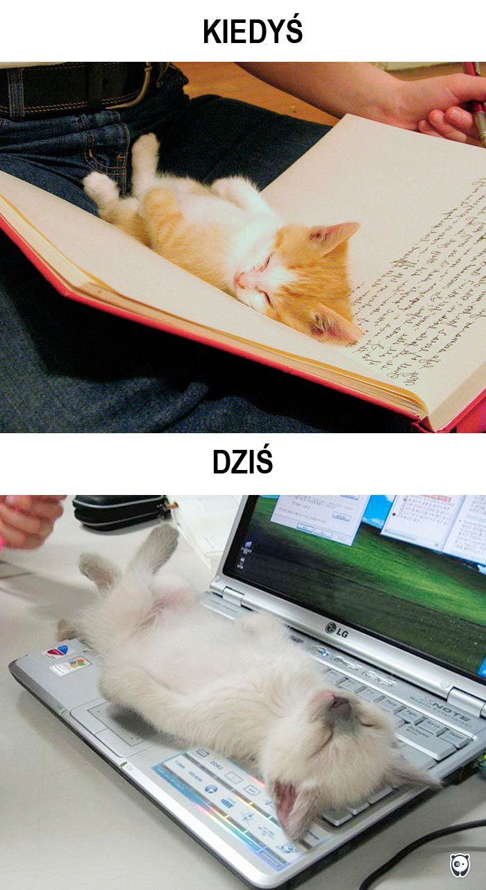 koty kiedyś i dziś