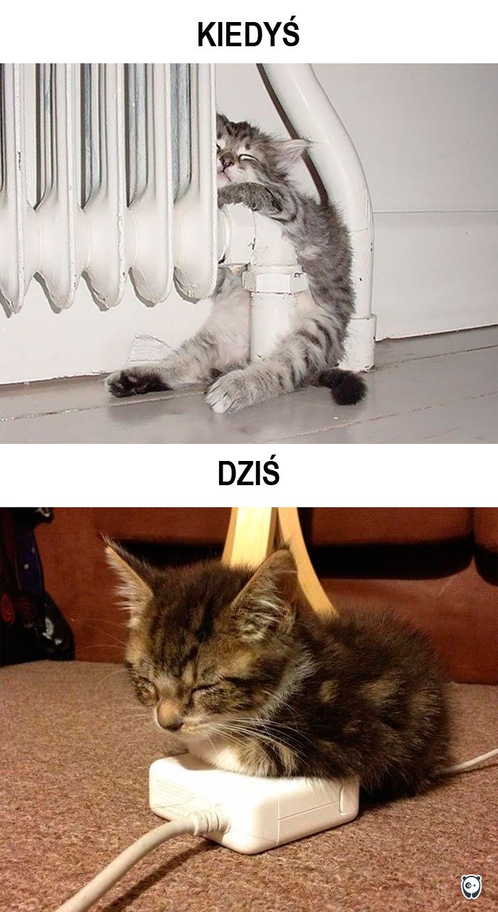 koty kiedyś i dziś