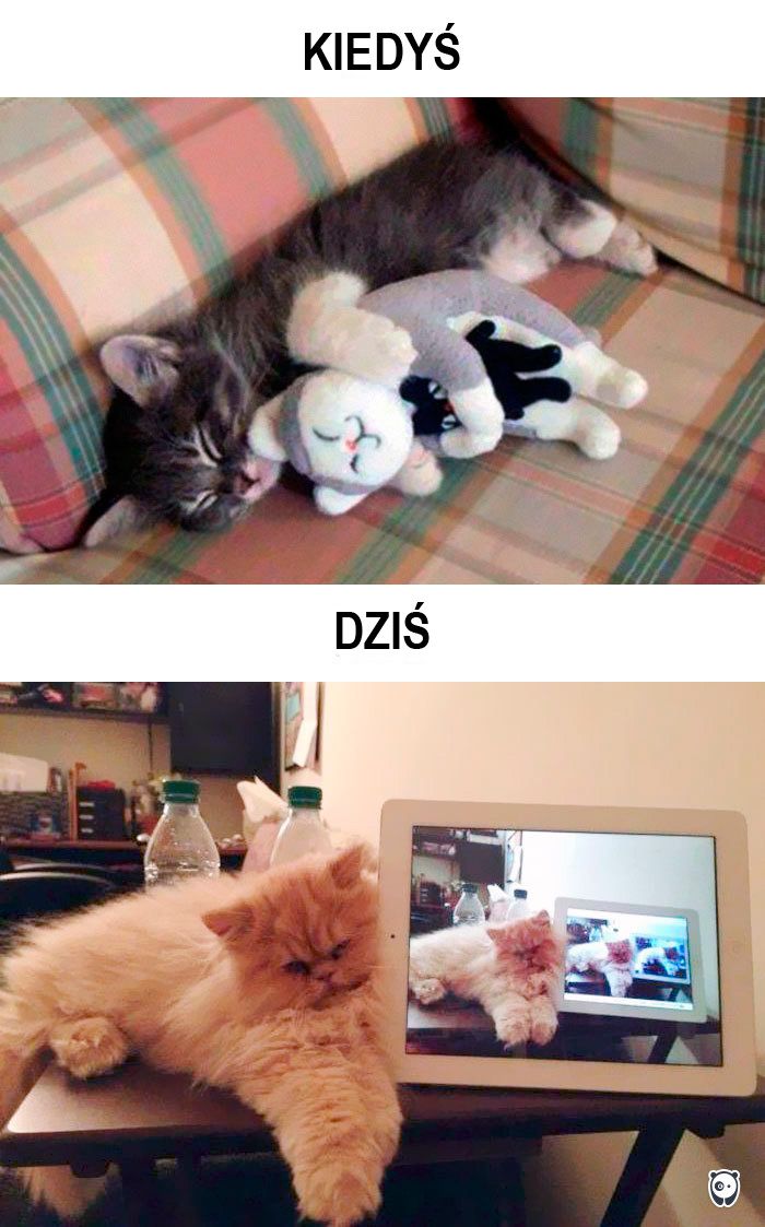 koty kiedyś i dziś