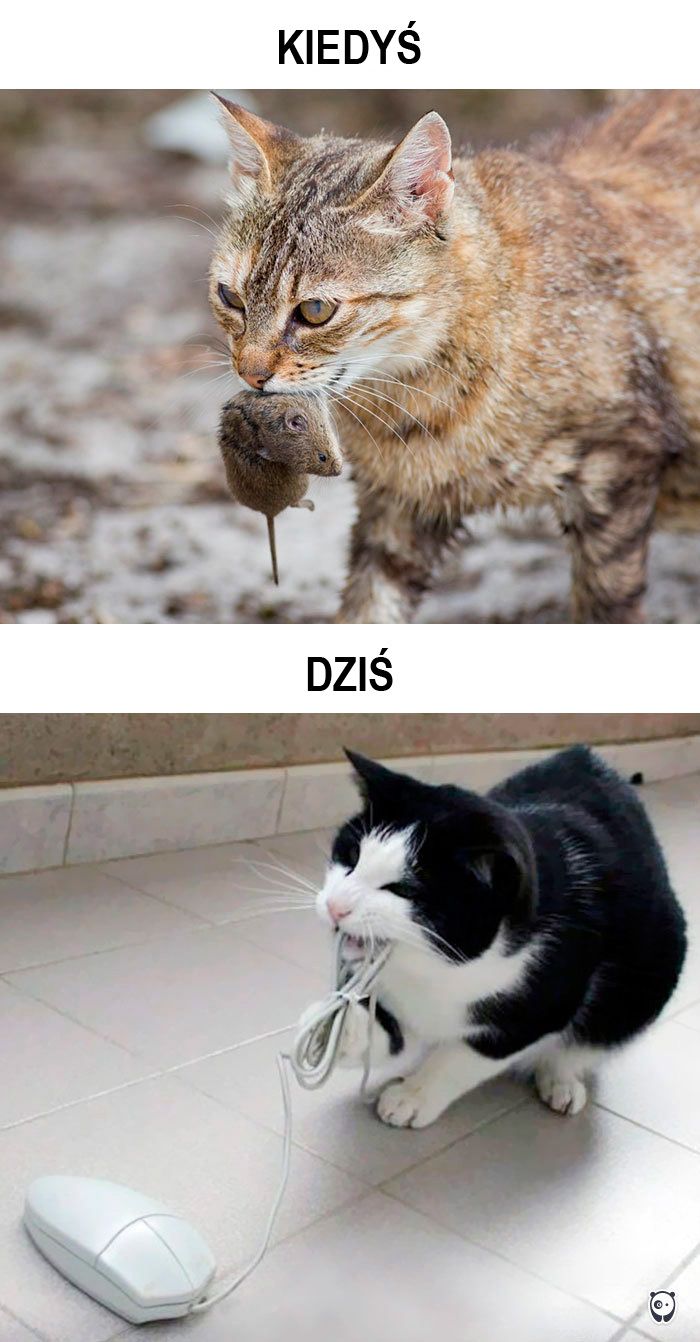 koty kiedyś i dziś