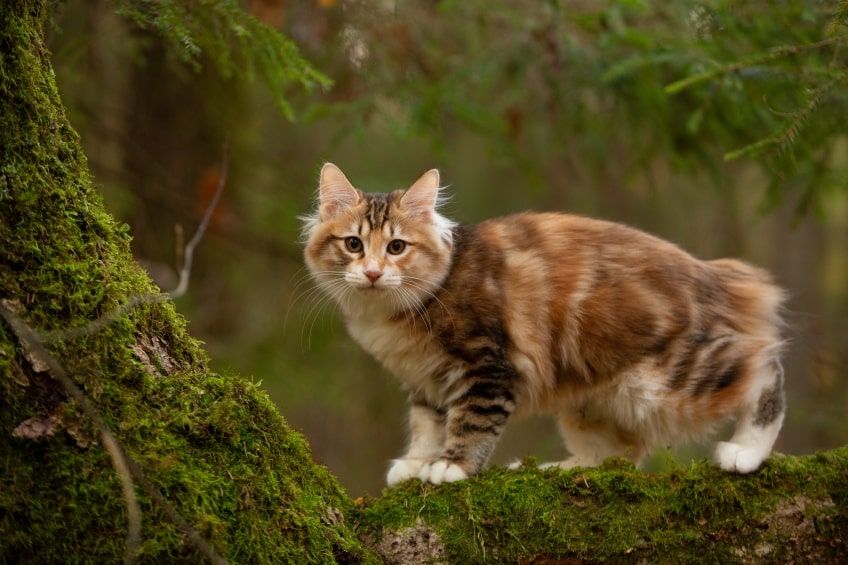 kurylski bobtail największe koty domowe