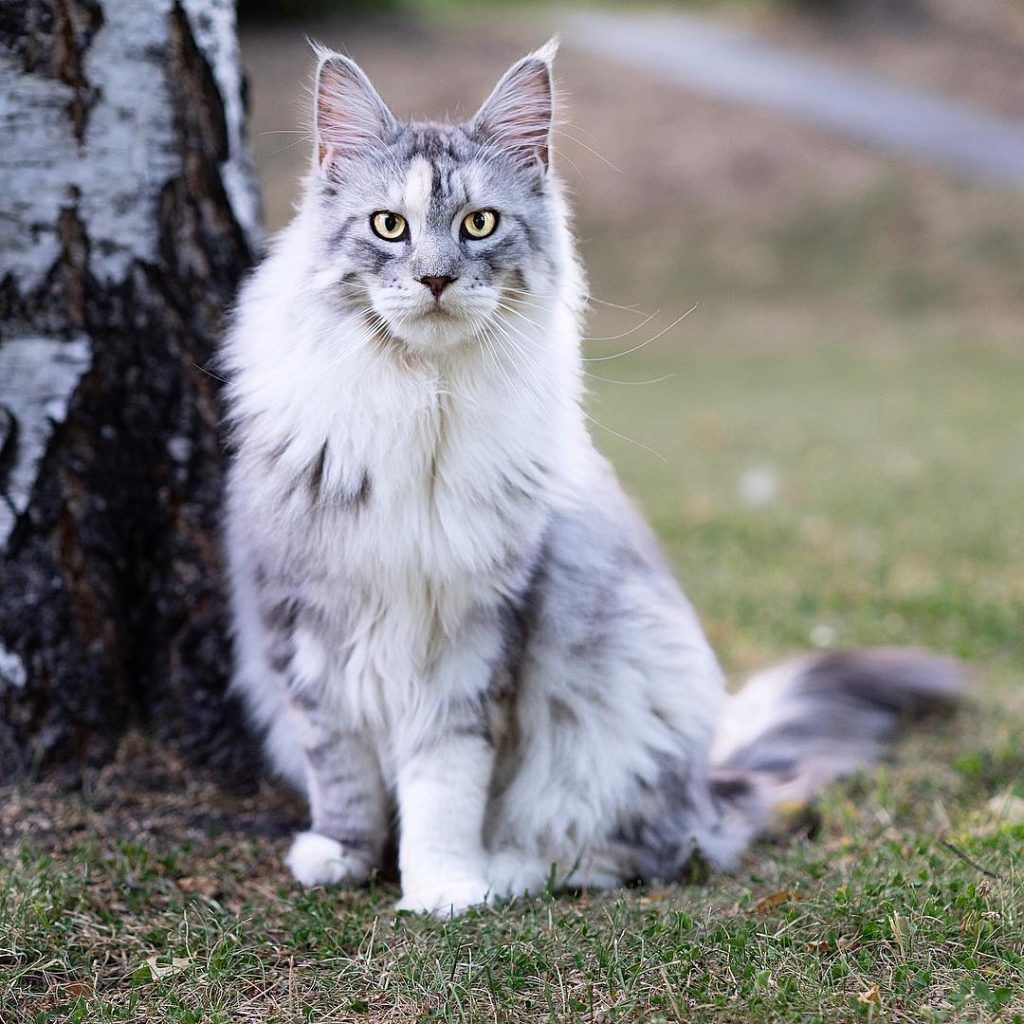 kot maine coon