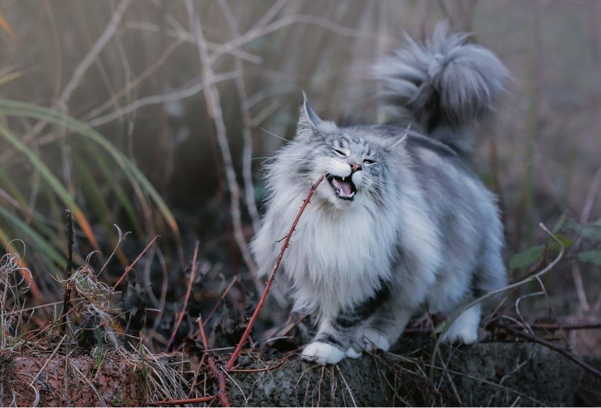 maine coon na dworze