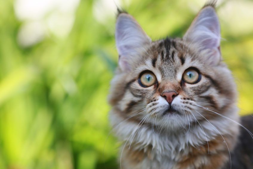 mały maine coon